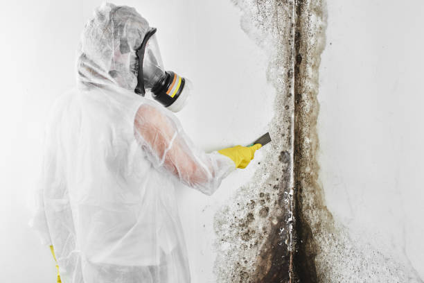 Best Mold Damage Repair  in Oklahoma, PA