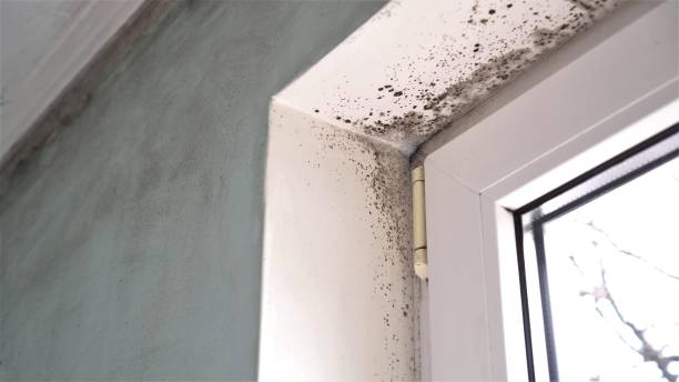 Best Mold Testing  in Oklahoma, PA
