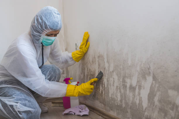 Home Mold Removal in Oklahoma, PA