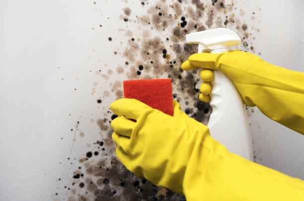 Crawl Space Mold Removal in Oklahoma, PA