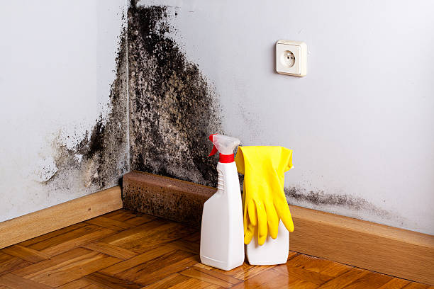Professional Mold Removal in Oklahoma, PA