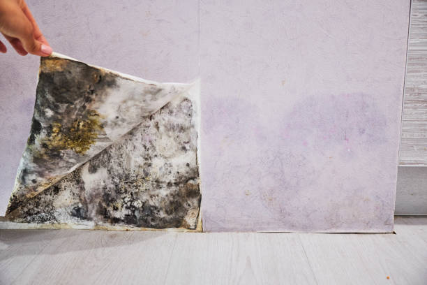 Best Attic Mold Removal  in Oklahoma, PA